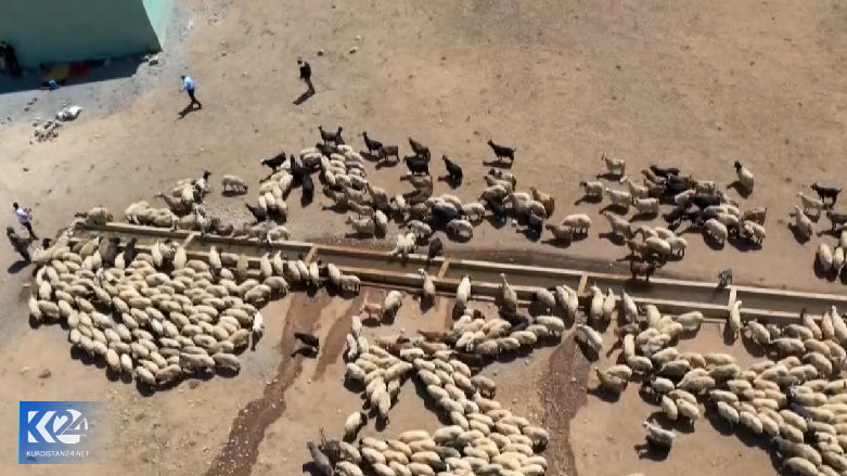 دامداران شمال کوردستان در دام خشکسالی